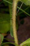 Common gypsyweed